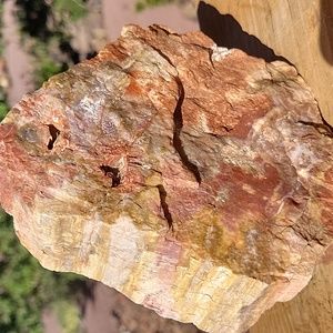 4lbs AZ rainbow natural slab petrified wood specimen